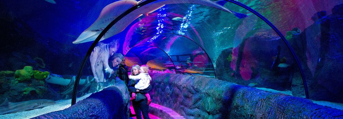 SEA LIFE Loch Lomond | VisitBritain